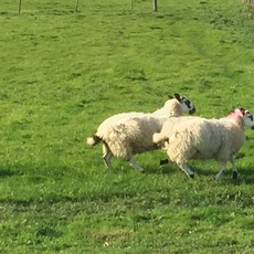 Sheep